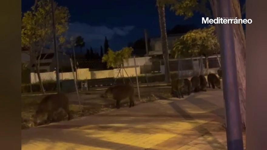 Vídeo: Jabalíes en el casco urbano de Benicàssim