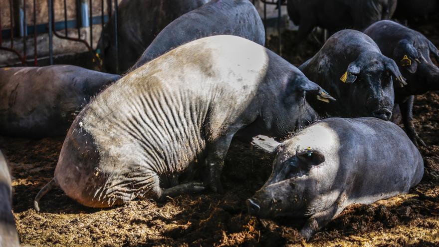 Ecologistas en Acción se planta contra una macrogranja de cerdos en Nogalte