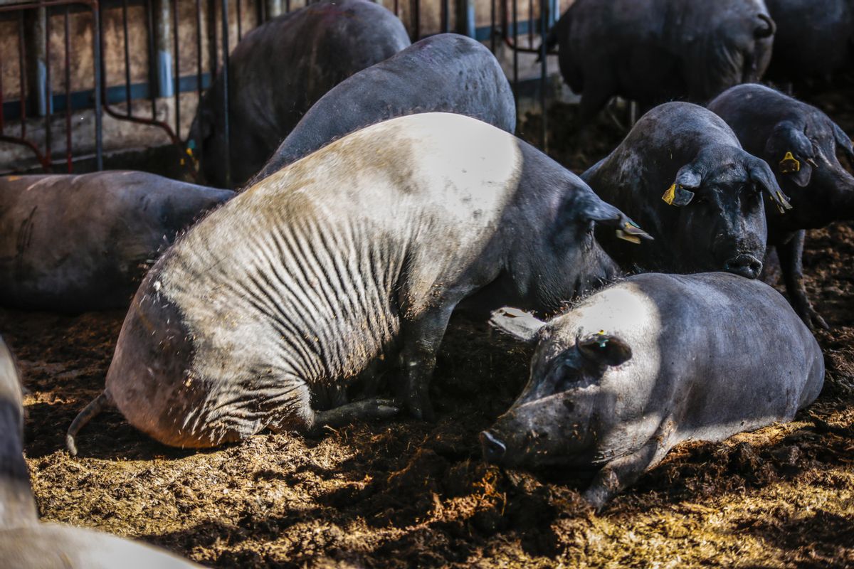 Cerdas en una granja de Lorca