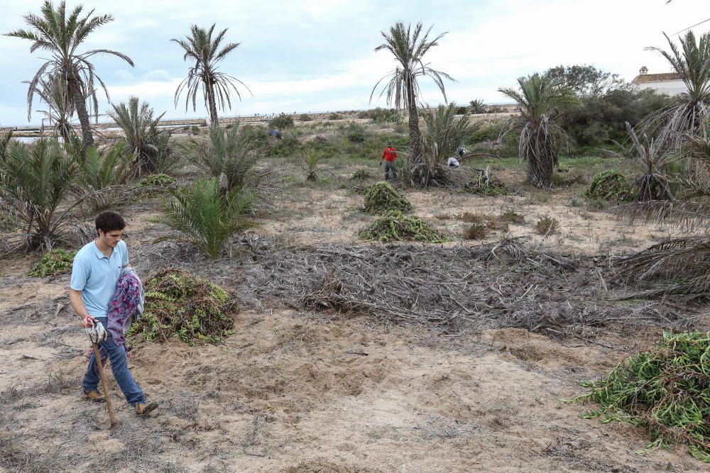 Repoblación dunar en Guardamar