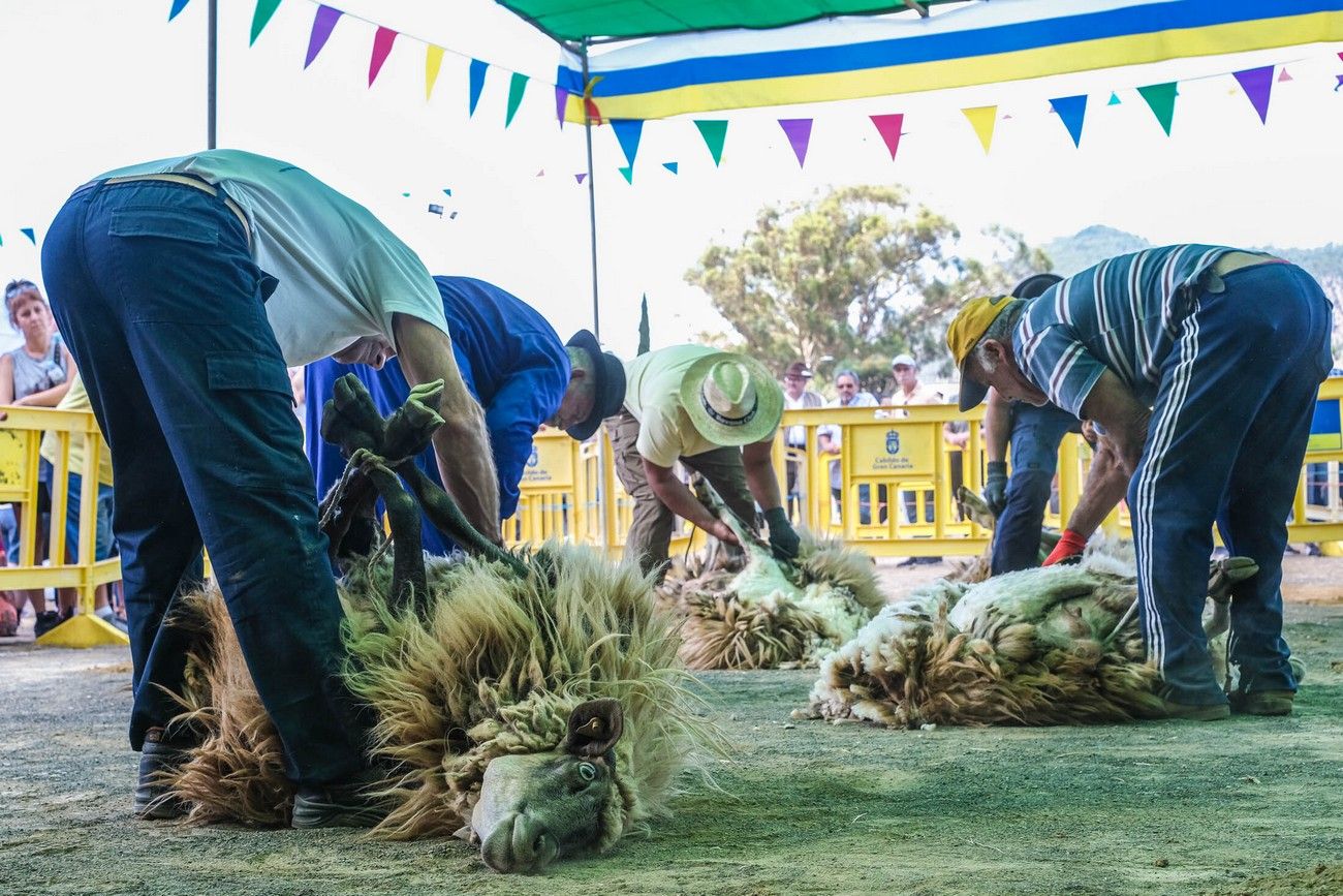 Miles de personas eligen Caideros y la Fiesta de la Lana para celebrar el Día de Canarias