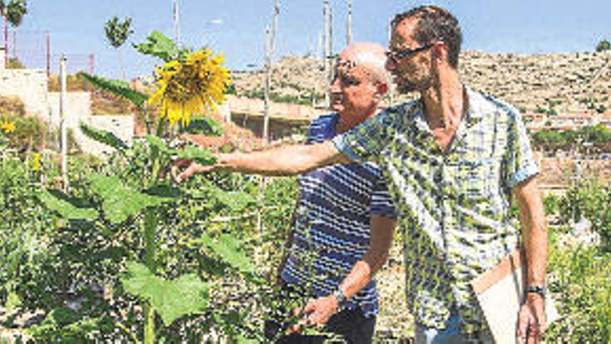 Elda se plantea ampliar los huertos municipales