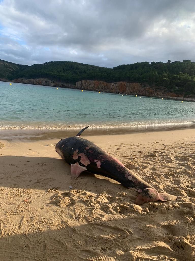 Apareix un dofí mort a Cala Montgó a Torroella