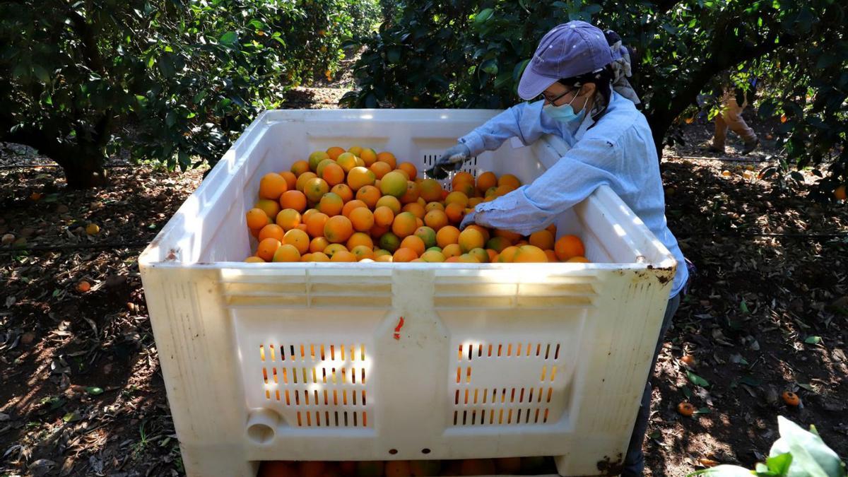 Palma del Río 8 Recogida de la naranja durante el pasado año en una explotación cordobesa. | FRANCISCO GONZÁLEZ