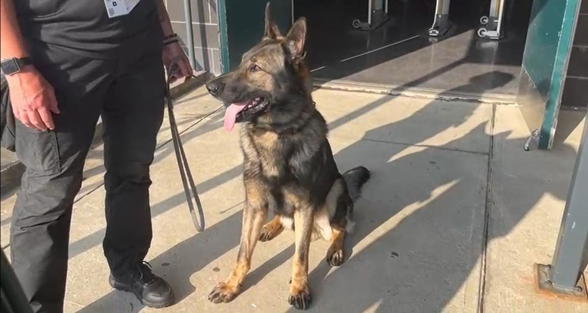 Un perro para controlar el acceso de explosivos y pistolas en la entrada del Lincold Field Stadium de Filadelfia.