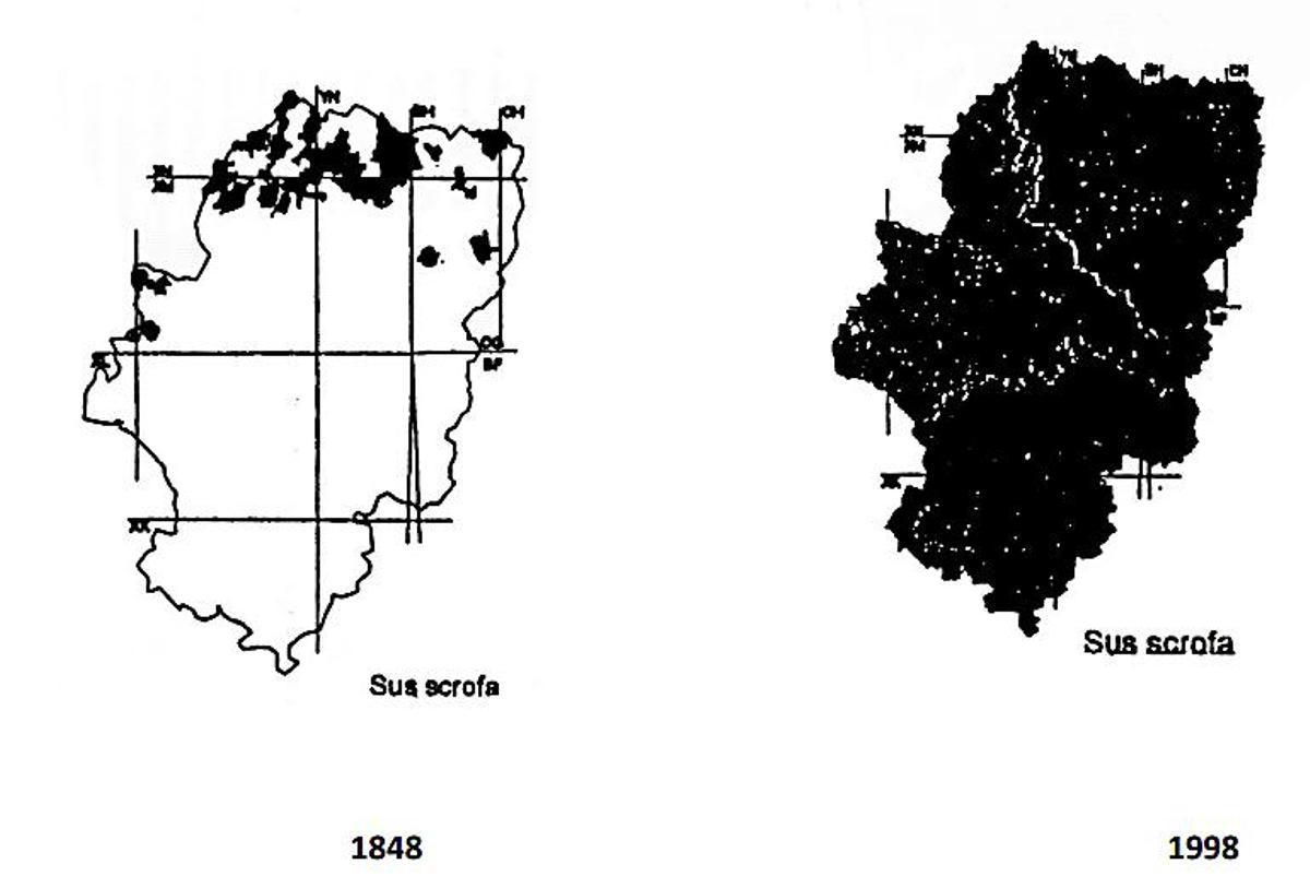 Presencia de jabalí en Aragón, con una rápida expansión en el último siglo.