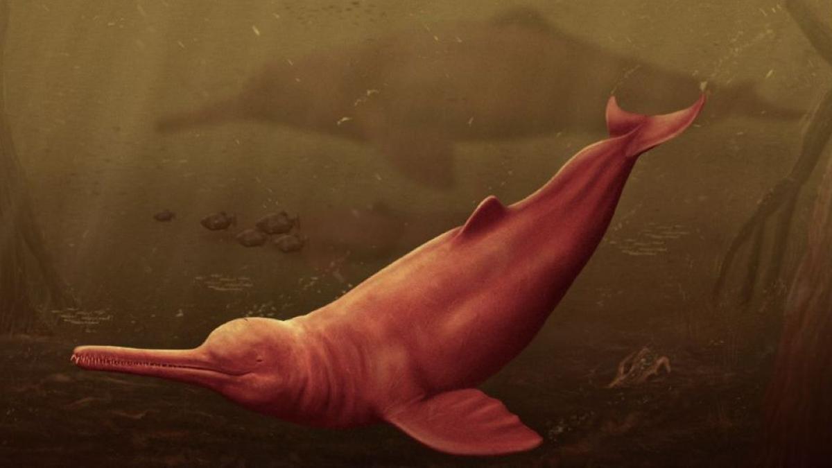 Recreación artística del delfín de agua dulce Pebanista yacuruna.