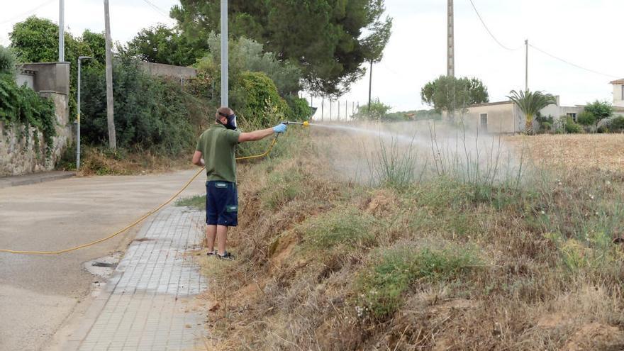 Instant durant la fumigació a Bàscara