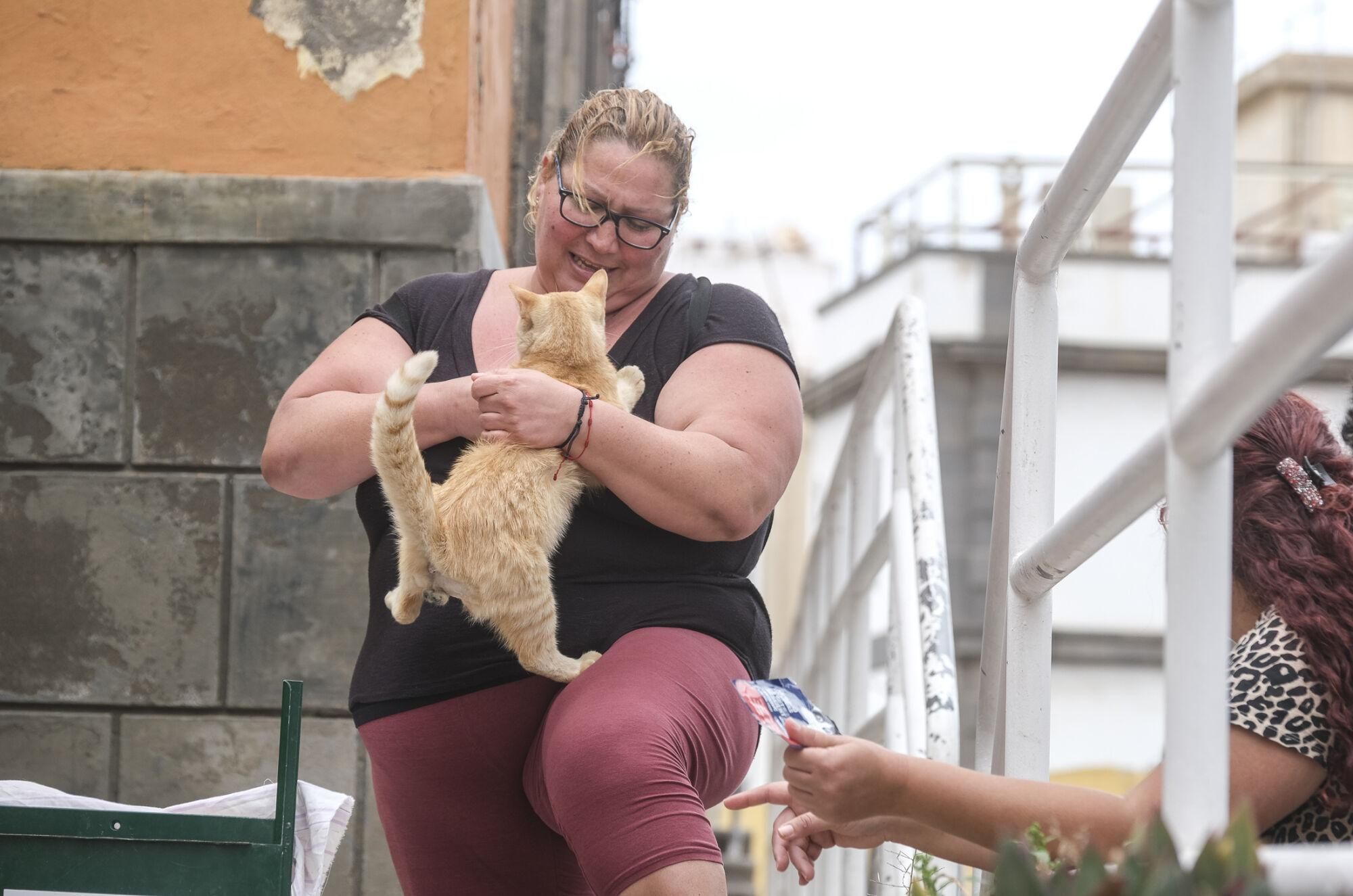 Suelta de gatos castrados en El Risco de San Nicolás