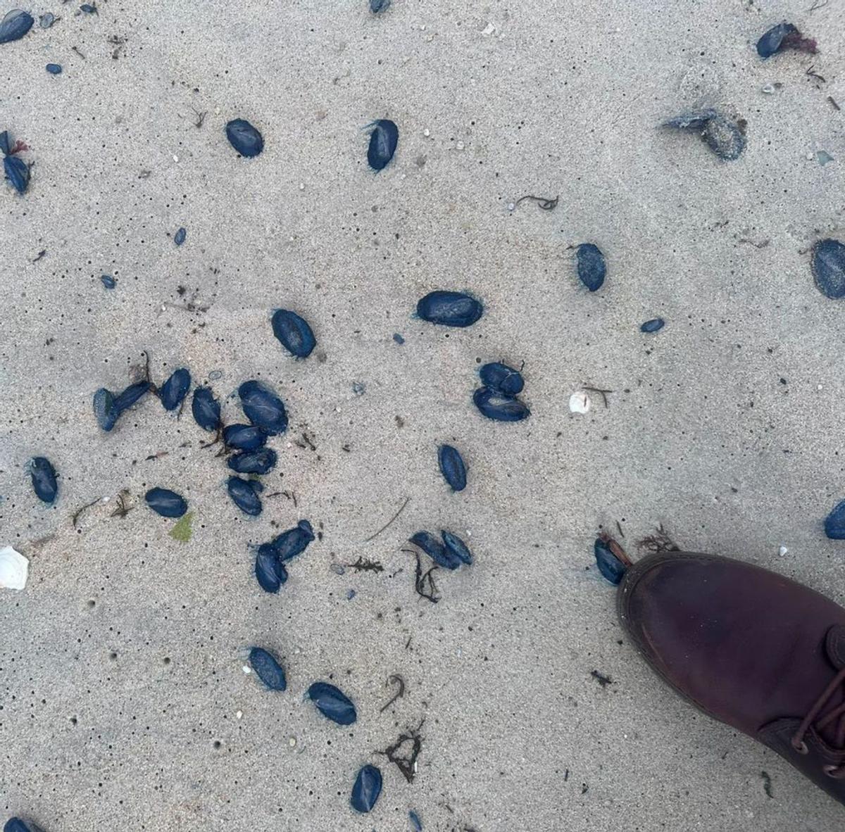El manto de medusas que cubría ayer la orilla de la playa de Rodeira, en Cangas. |   // FDV