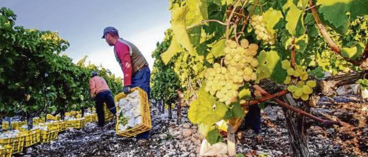 Recogida de uva de mesa en Novelda, uno de los  municipios con más  problemas de agua.