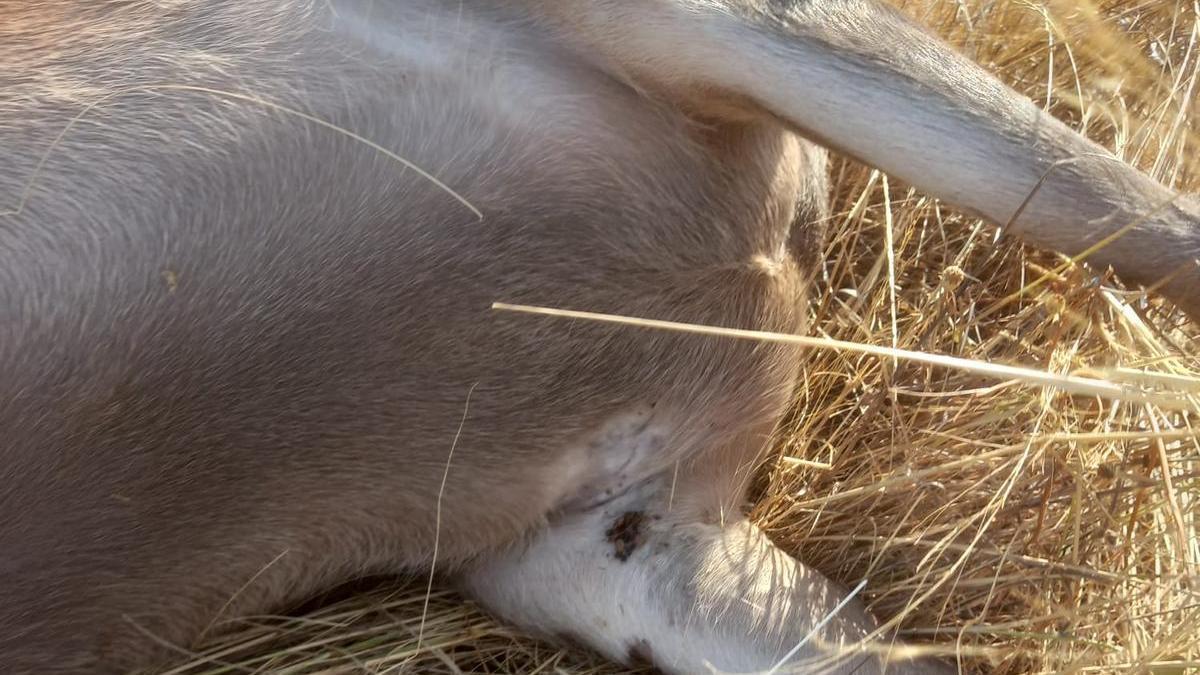 AVA alerta del aumento de picaduras de garrapatas en el campo.