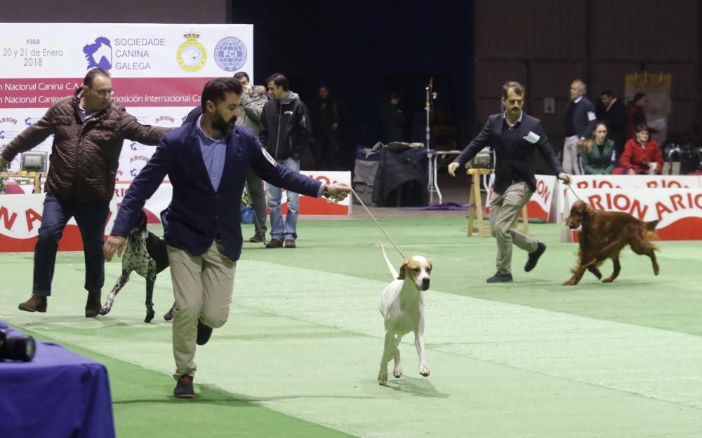 La exposición canina vuelve a contagiar la fiebre perruna en Vigo
