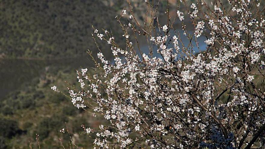 La explosión del almendro