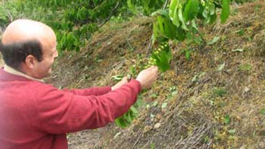 La cosecha de cereza se situará entre 12 y 14 millones de kilos