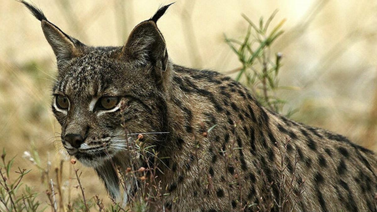 Un ejemplar de lince ibérico