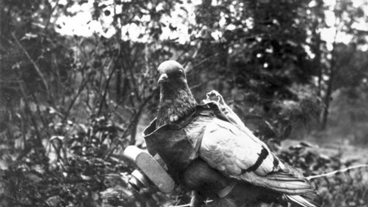 Imagen de una paloma utilizada para espiar.