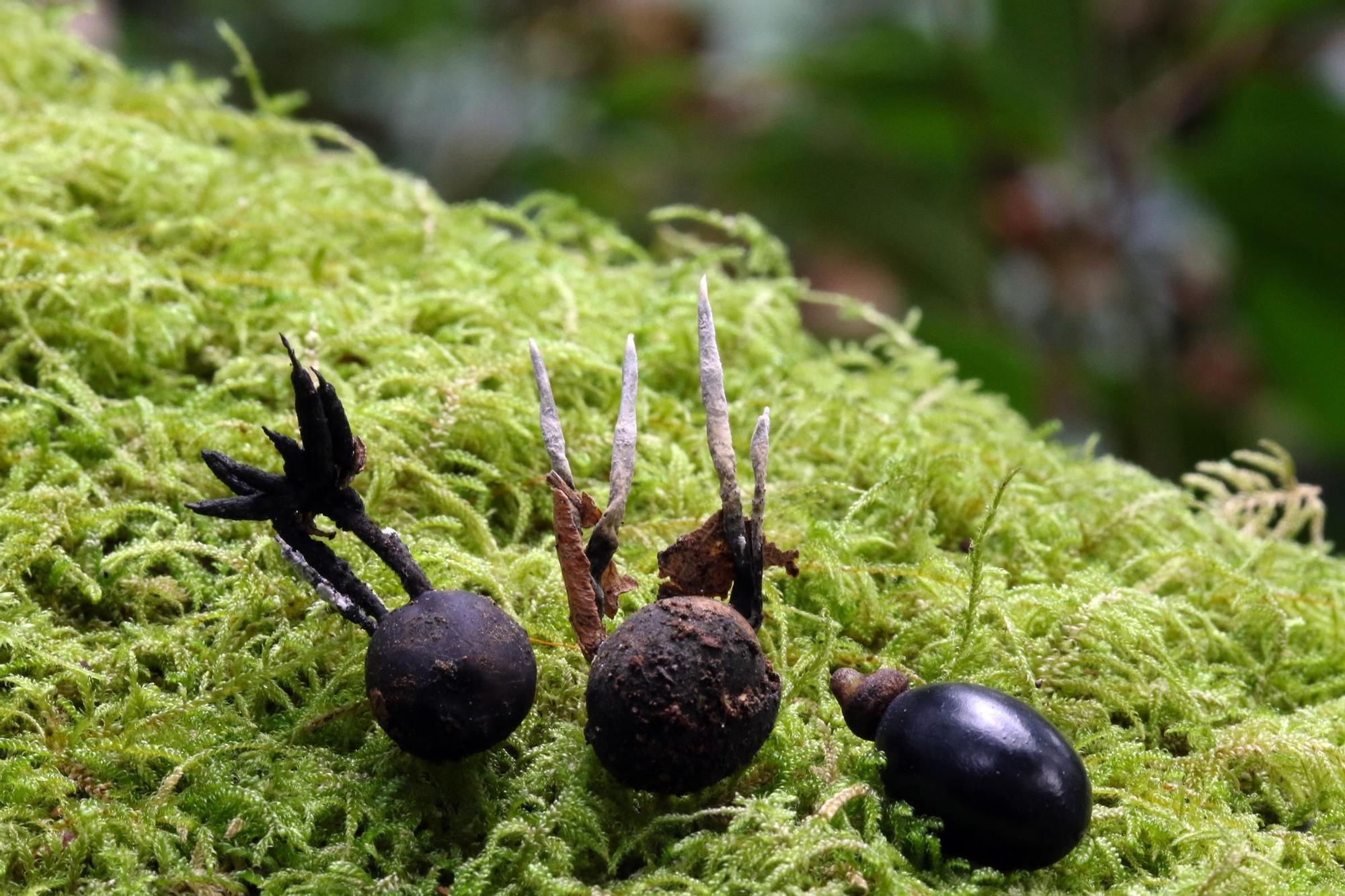 «Xylaria polyphaga», la especie de hongo hasta ahora desconocida para la ciencia que fue hallada en Cortegada.