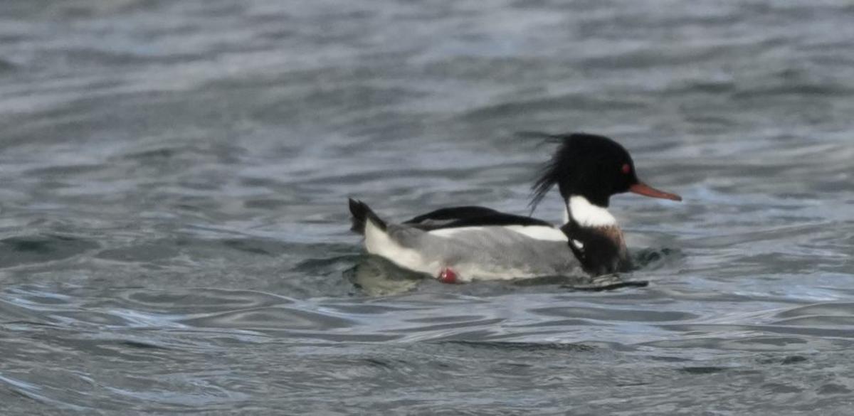 Un ejemplar macho de serreta. |  Juan Diéguez