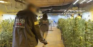 La marihuana, una amenaça per la seguretat a Catalunya