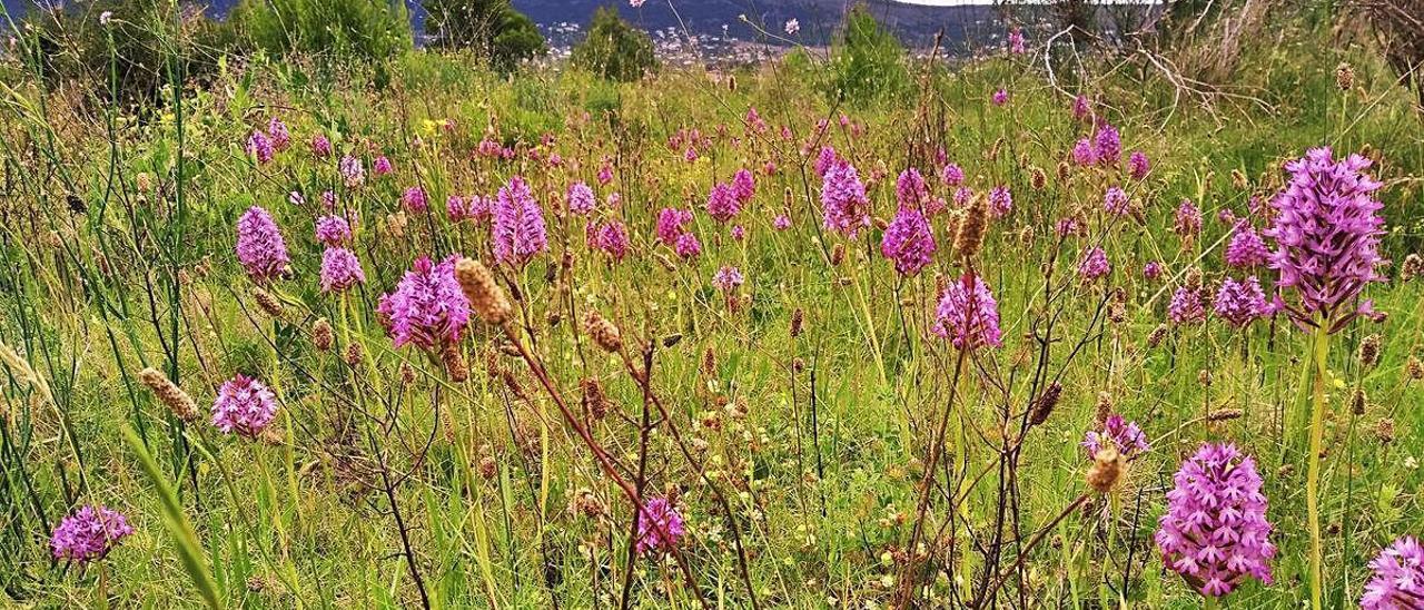 Espectacular floración de orquídeas en Xàbia