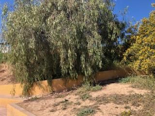 El colegio es el más antiguo en barracones de la Comunidad Valenciana. Se levantó en una zona verde en 2004. Los padres realizarán una protesta para exigir la construcción de un nuevo colegio.