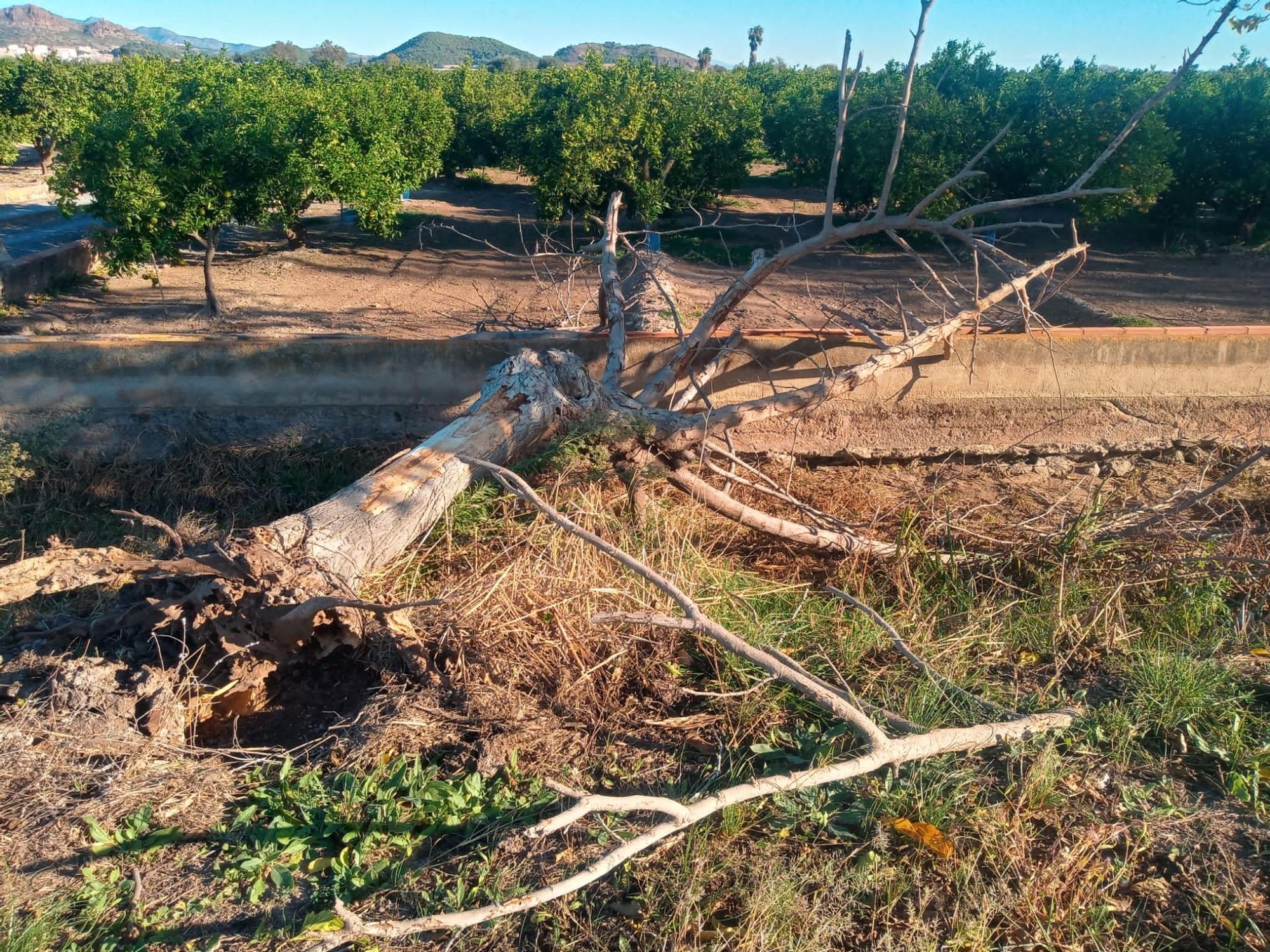 El viento azota el Camp de Morvedre