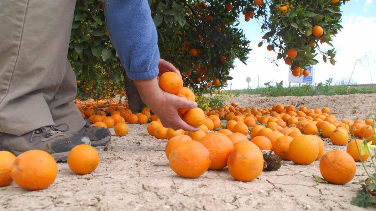 Un agricultor muestra una de sus fincas con decenas de kilos de naranjas en el suelo por falta de demanda.