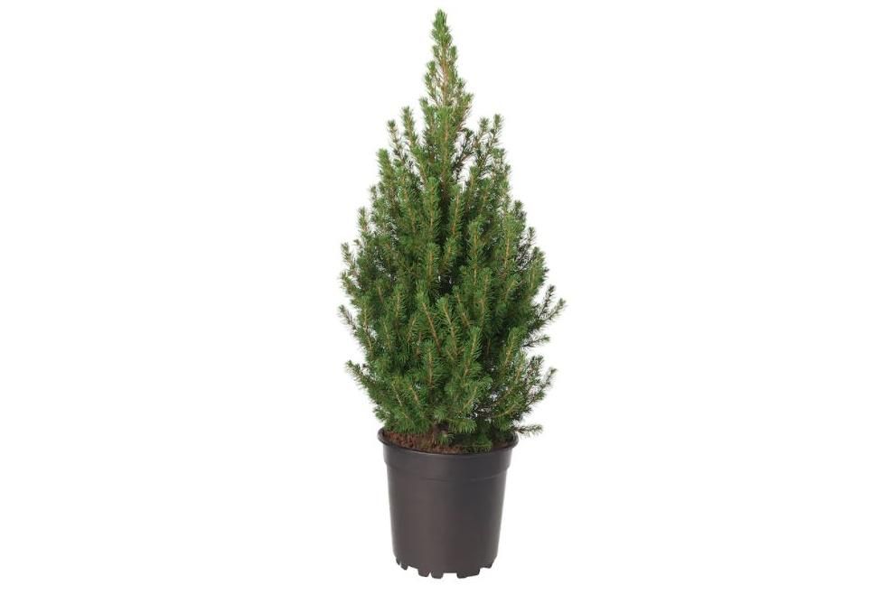 El pequeño árbol de Navidad de Ikea cuesta nueve euros.