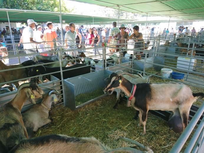 Feria de Ganado 2017 en Arucas