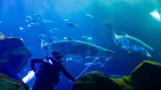 Los tiburones "Currín" y "Elisa", el "mayor reclamo" del Acuario de Gijón: tienen más de 20 años, pesan 200 kilos y solo comen los lunes y los viernes