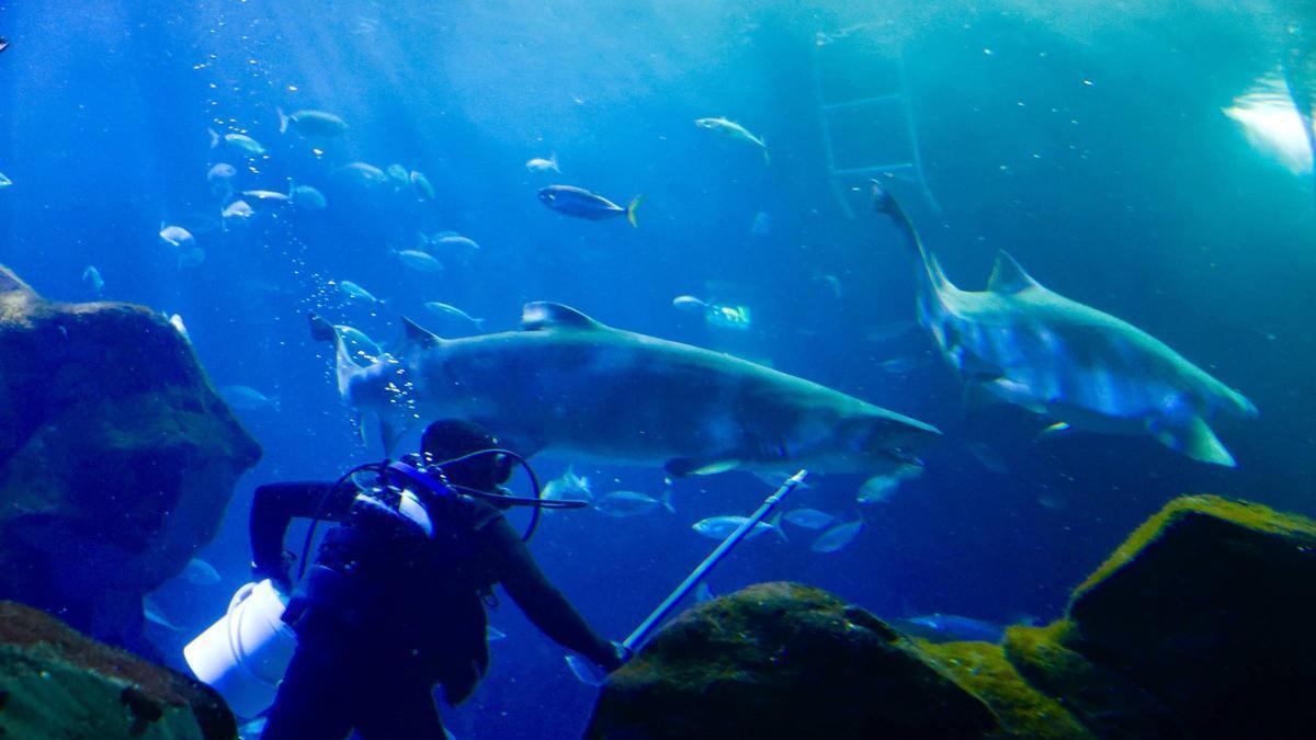 "Currín" y "Elisa", los imponentes tiburones toro que ejercen de "embajadores" en el Bioparc Acuario de Gijón.