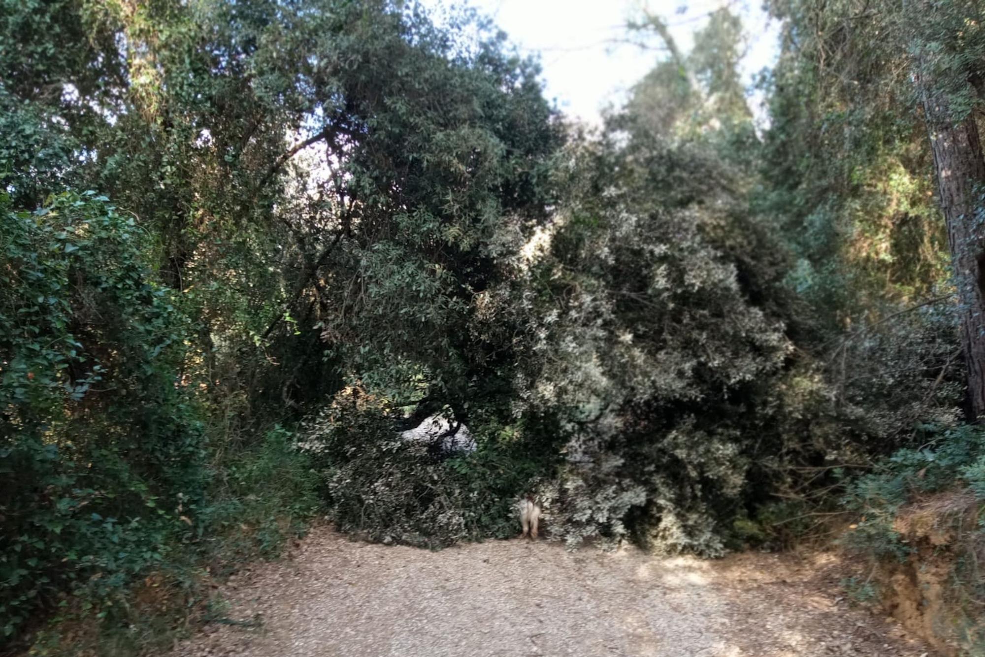 Els actes vandàlics a Vilademuls continuen amb la tala de divuit arbres més