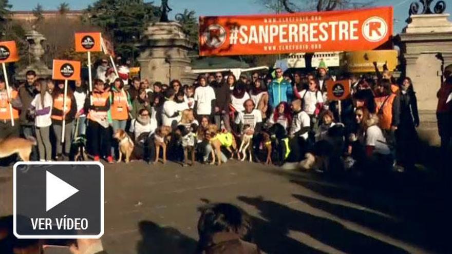 Casi mil perros participan en la VI edición de la &#039;San Perrestre&#039; en Madrid