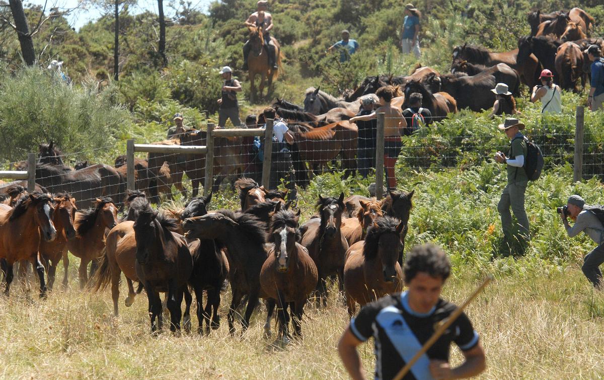 Rapa das Bestas de Sabucedo, A Estrada, 2026.