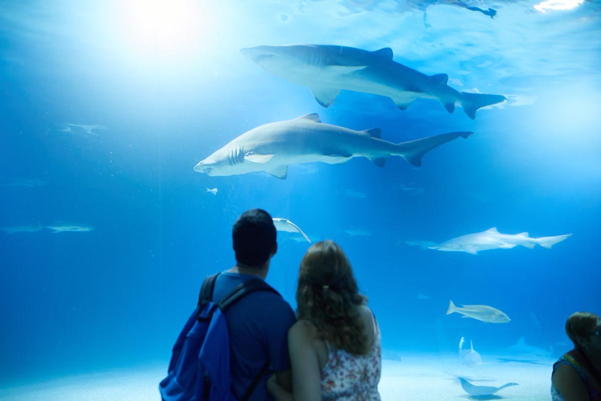 Una pareja de visitantes en l’Oceanogràfic.