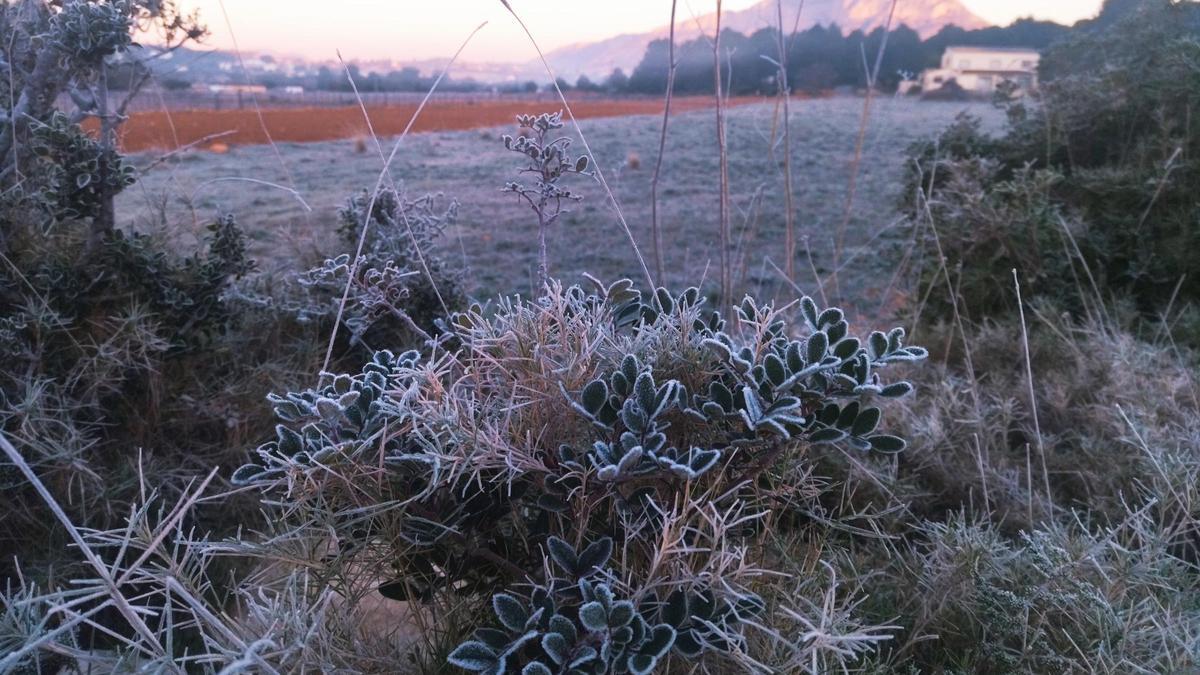 Vegetació gelada a la partida de Lluca de Xàbia