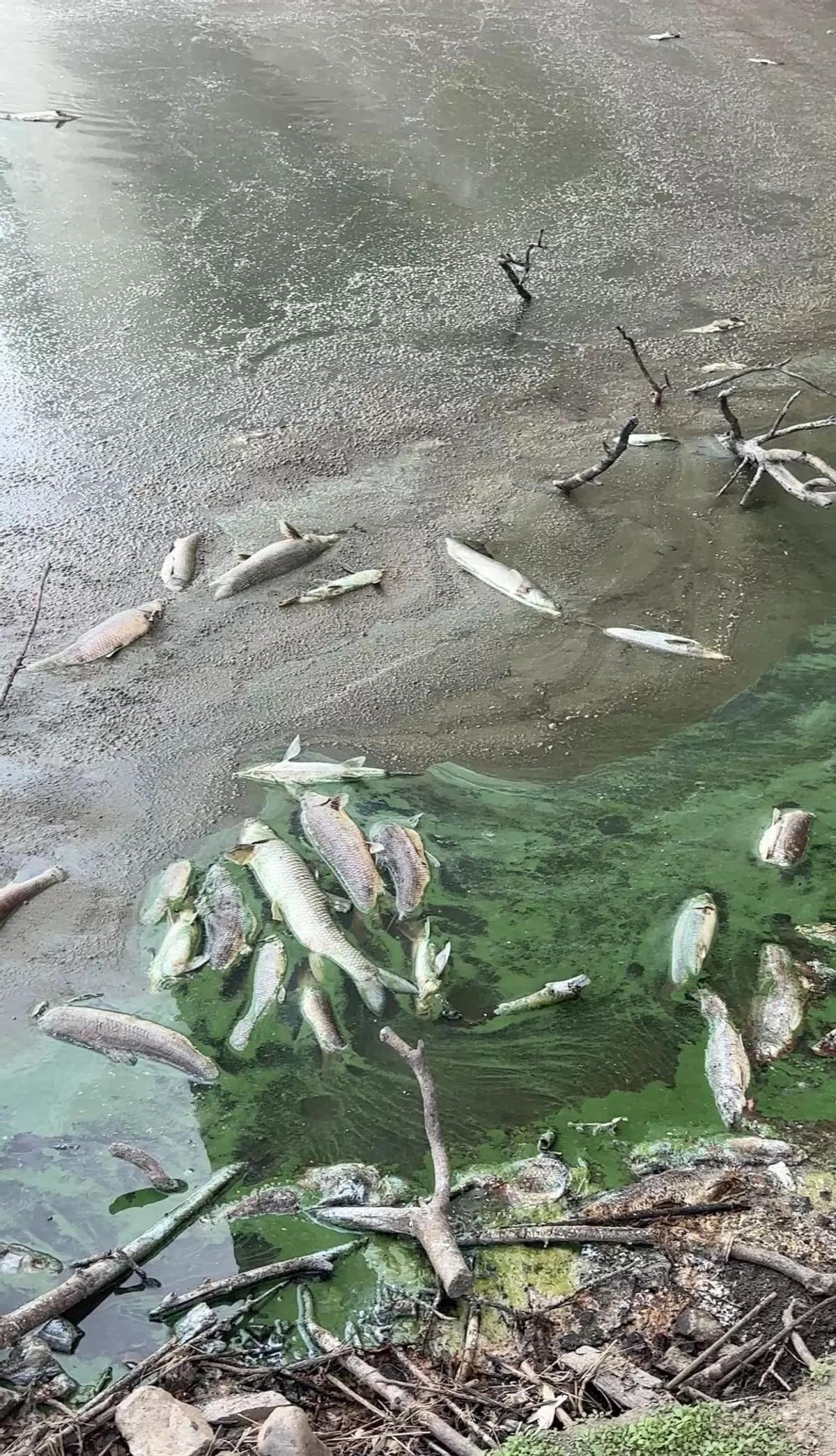 Ejemplares muertos en el embalse de Alcollarín.