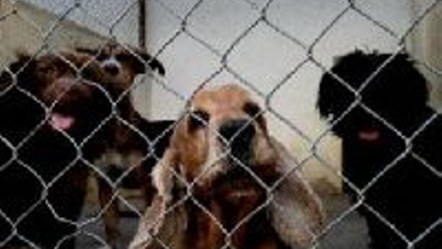 Cada año se abandonan en España casi 100.000 perros