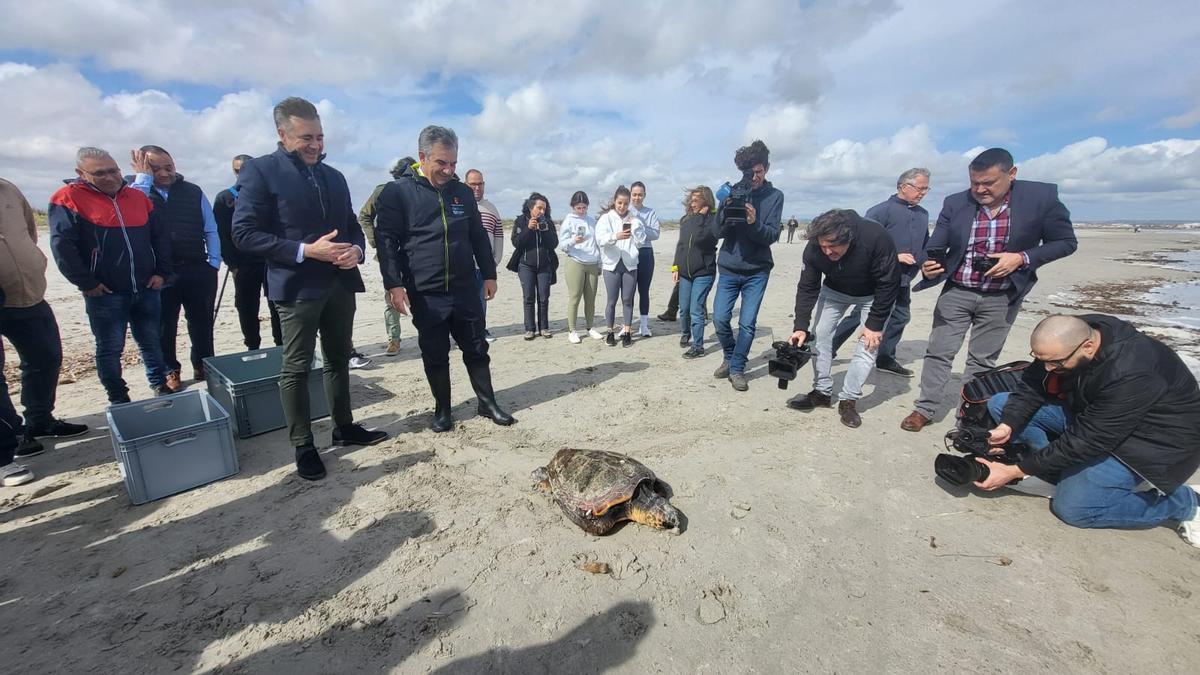 El consejero Juan María Vázquez, durante la liberación de un ejemplar de más de 30 kilos de peso de tortuga boba en la playa de La Torre Derribada.
