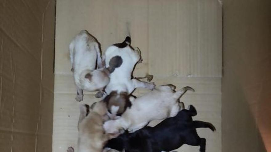 Perros abandonados Valencia: Encuentran una camada de ocho cachorros atados  en un contenedor en Ontinyent