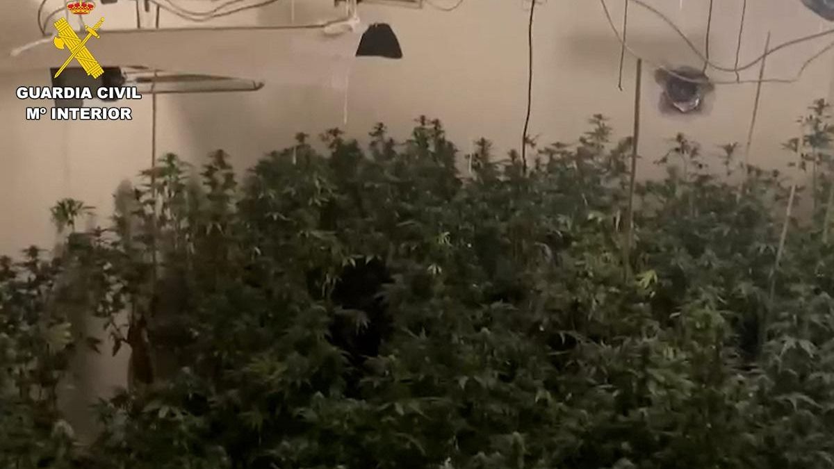 Plantación de marihuana desmantelada en La Rambla en el marco de la operación Apóstol de la Guardia Civil contra el cultivo y tráfico de drogas.