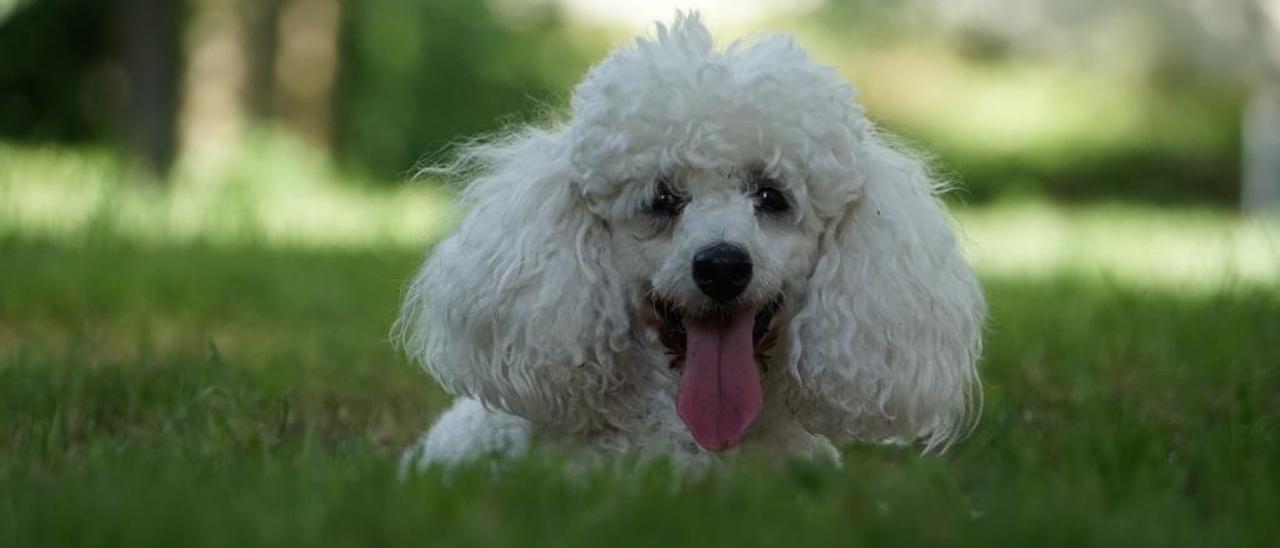 Las multas por llevar el perro suelto o sin chip superaron los 4.000 euros en un año