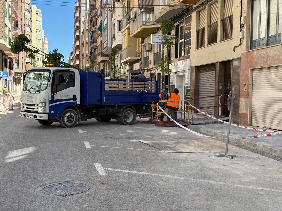 Dos operarios municipales plantando un nuevo árbol en la calle Ruperto Chapí de Elche