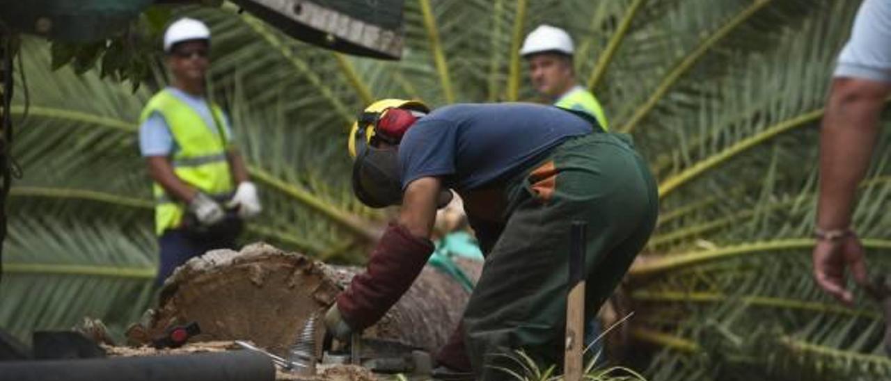 Operarios durante la tala de una palmera afectada por el picudo rojo en el Parque Municipal.