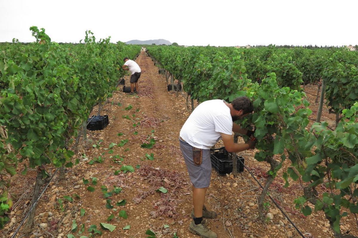Vendimia en Mallorca en la finca Castell Miquel