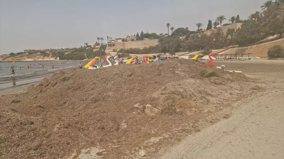 Con las algas al cuello en Orihuela Costa: aumentan las quejas por la acumulación de restos de posidonia