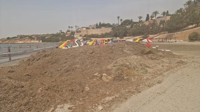 Las algas se acumulan en las playas de Orihuela Costa y la maleza en la pinada de Campoamor