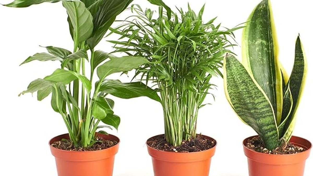 Plantas purificadoras: Sansevieria (lengua de suegra), Spathiphyllum y Chamaedorea