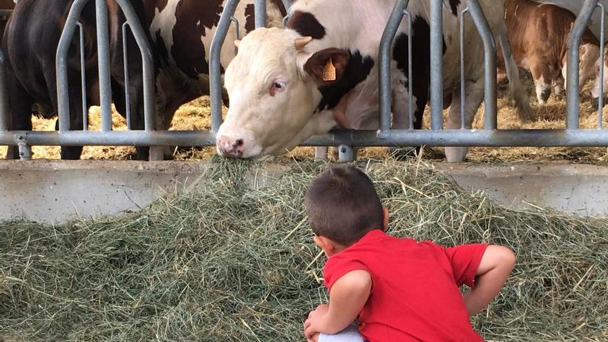 Un nen petit mira una vaca a la Cerdanya